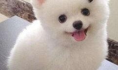 娱乐吃瓜酱小黄狗,揭秘娱乐圈那些不为人知的幕后故事